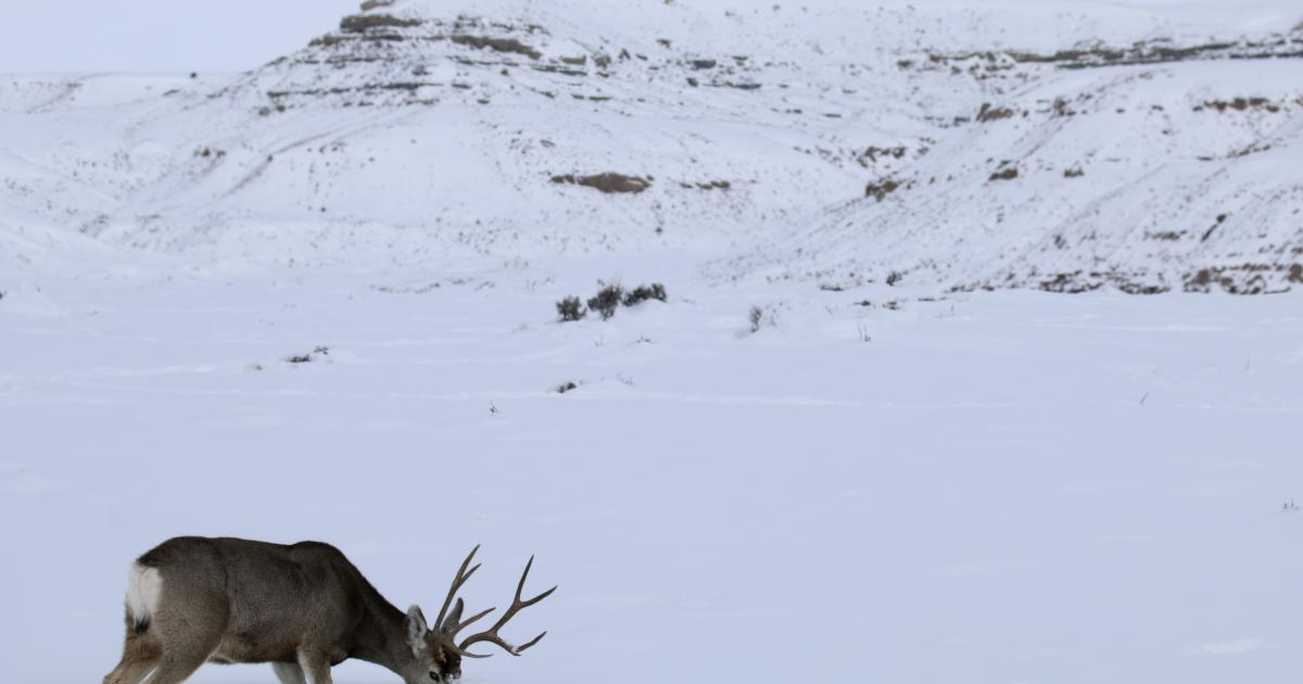 BLM Kemmerer and Pinedale Field Offices announce big game winter range closures Bureau of Land